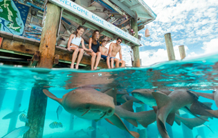 swimming with whale sharks Nassau Bahamas isla mujeres